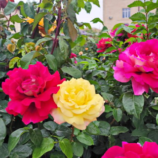 Розы к празднику